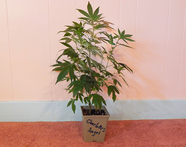 Восьмая неделя куста в индоре Появление новых побегов на растении конопли