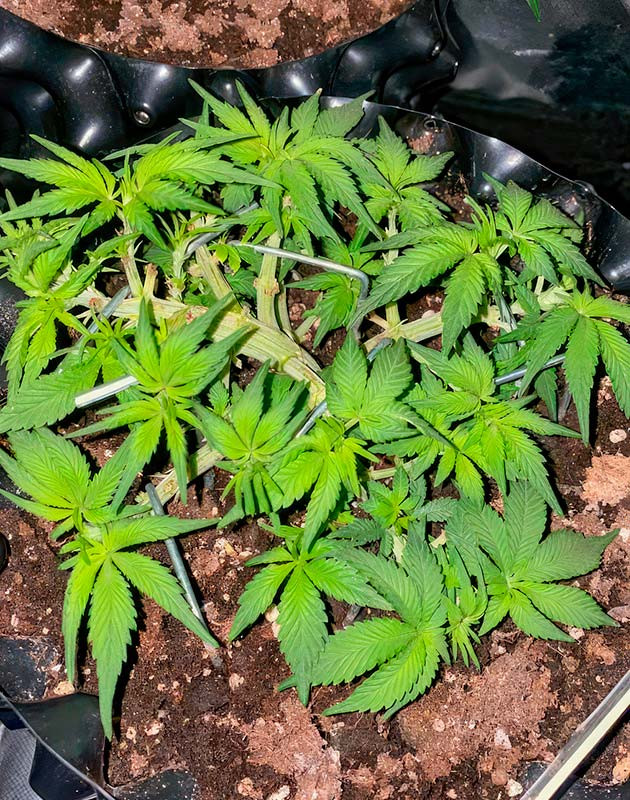 Восстановление после тренировок Куст Gorilla Zkittlez Auto на 5 неделе выращивания