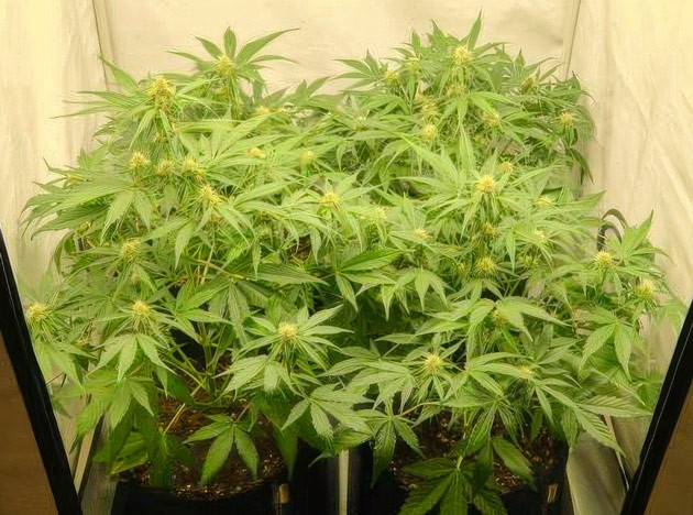 Активное цветение Кусты Apollo F1 Auto от Royal Queen Seeds на 8 неделе