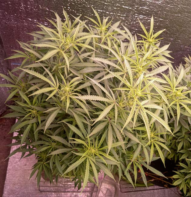 Каннабис на 5 неделе роста Предцвет марихуаны