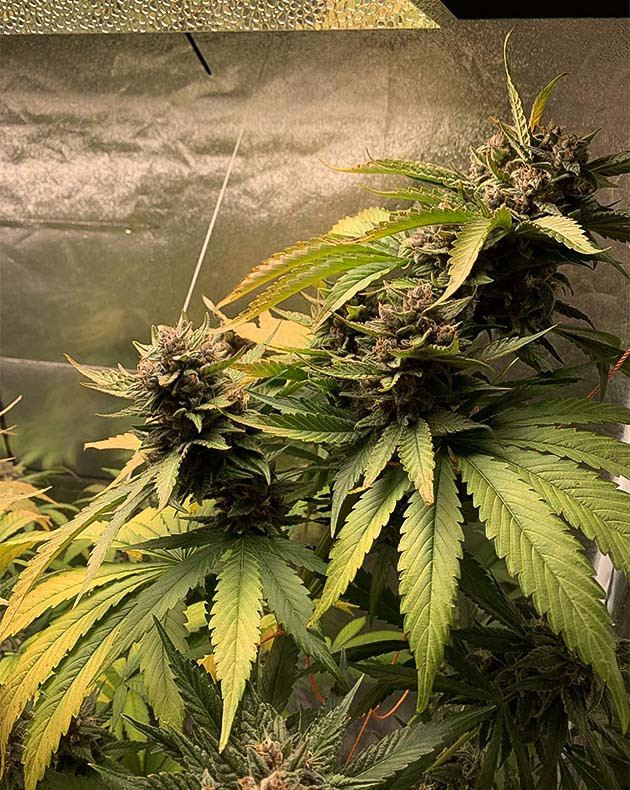 Подготовка к харвесту конопли Purple Lemonade Auto подготовка к харвесту Purple Lemonade Auto