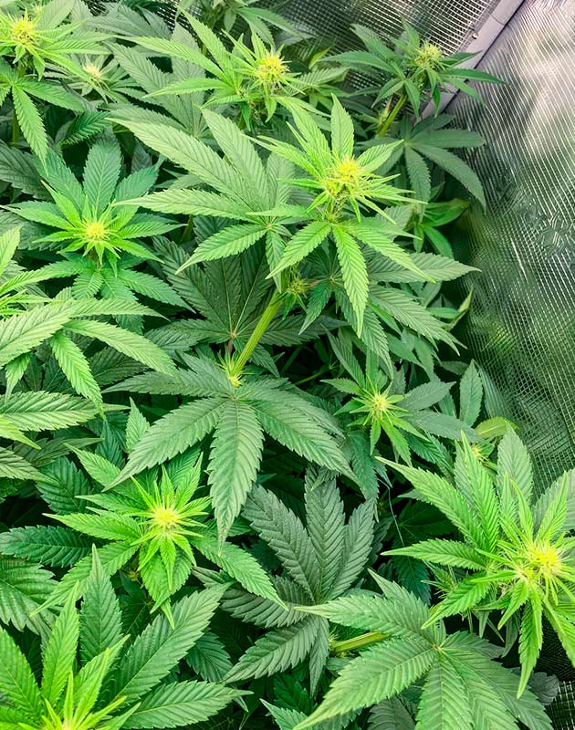 Полив конопли RS 11 x Banana OG ростом 50 см