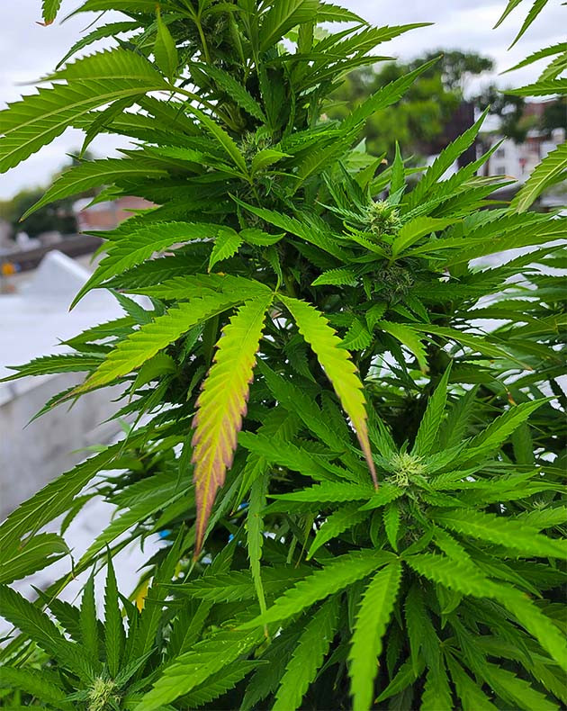 Растение Runtz Punch Куст марихуаны Runtz Punch