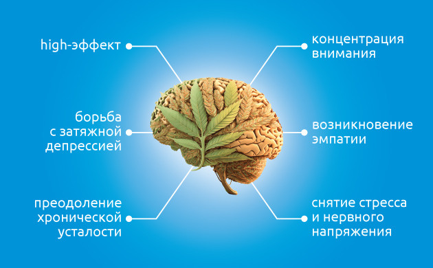 Сатива и ее воздействие Сатива: вид марихуаны и его действие