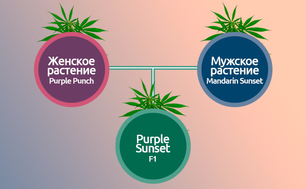 Создание гибридного сорта F1 Создание гибридных сортов конопли F1