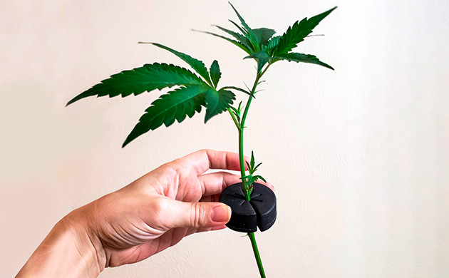 Клонирование как способ сохранить уникальную генетику растения Клонирование - способ сохранить уникальную генетику растения