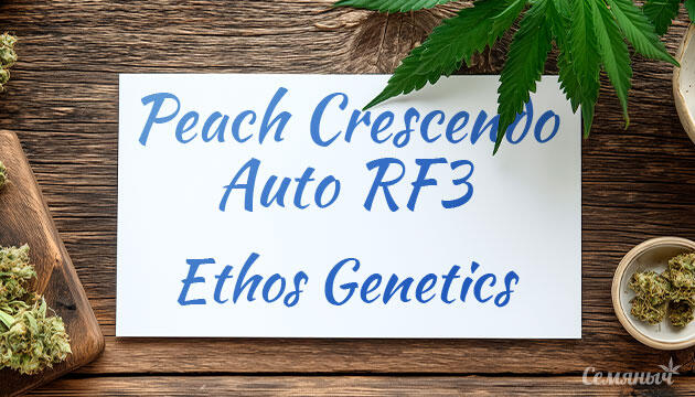 Гроурепорт сорта Peach Crescendo Auto RF3 от Ethos Genetics