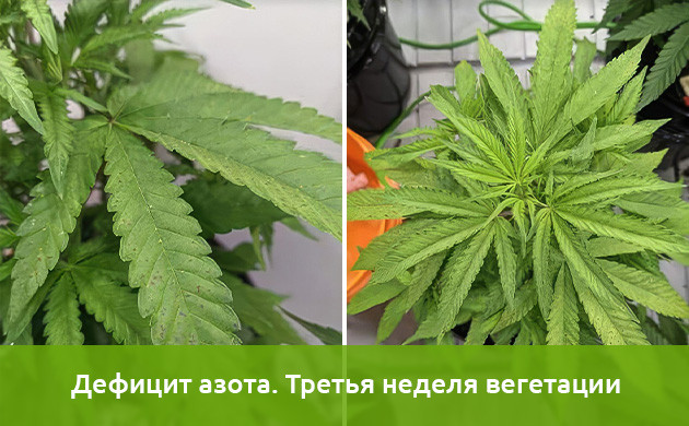Ход эксперимента на дефицит азота Исследования недостатка азота в марихуане