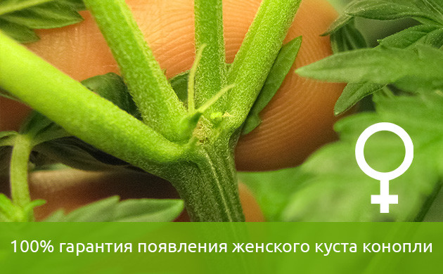 История феминизированных семян успех феминизированных семян