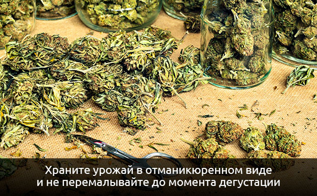 Урожай в отманикюренном виде Хранение урожая в отманикюренном виде