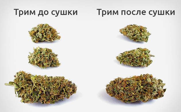 Какой способ тримминга каннабиса выбрать? Способы тримминга каннабиса