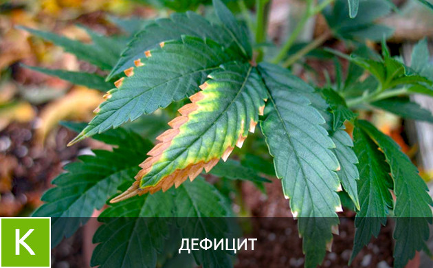 Листья при дефиците калия