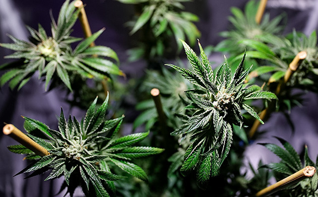 Подпорки для рассады в домашних условиях Опоры для рассады конопли