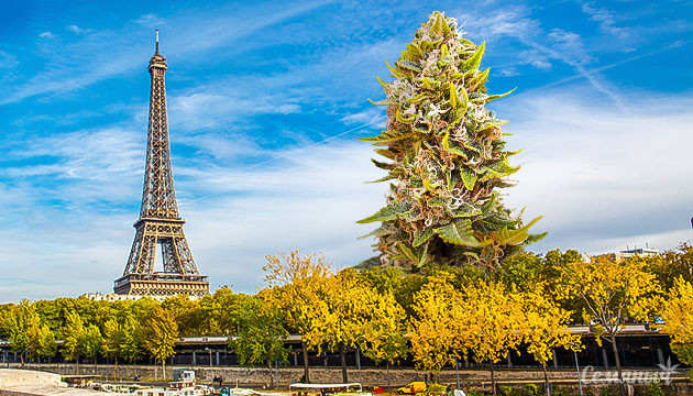 Отношение к марихуане в Париже Марихуана в Париже