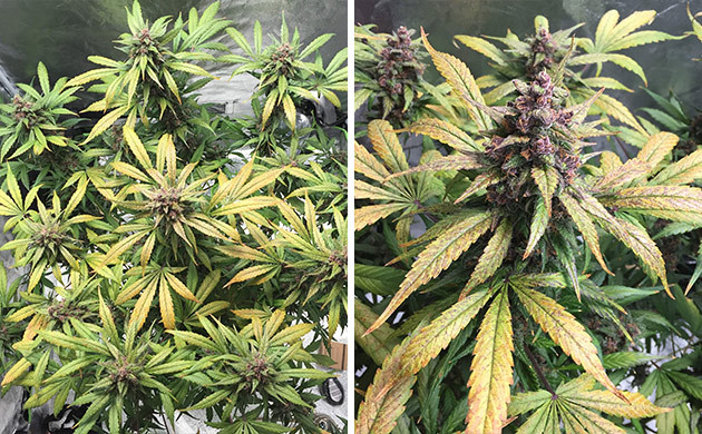 Сбор урожая конопли Каннабис перед харвестом