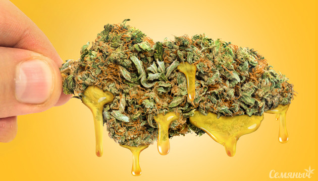 Подборка сортов марихуаны с плотными и смолистыми шишками Подборка сортов конопли со смолистыми и плотными шишками