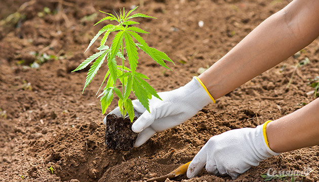 Вторник сезонный: сорта каннабиса Сезонные сорта конопли