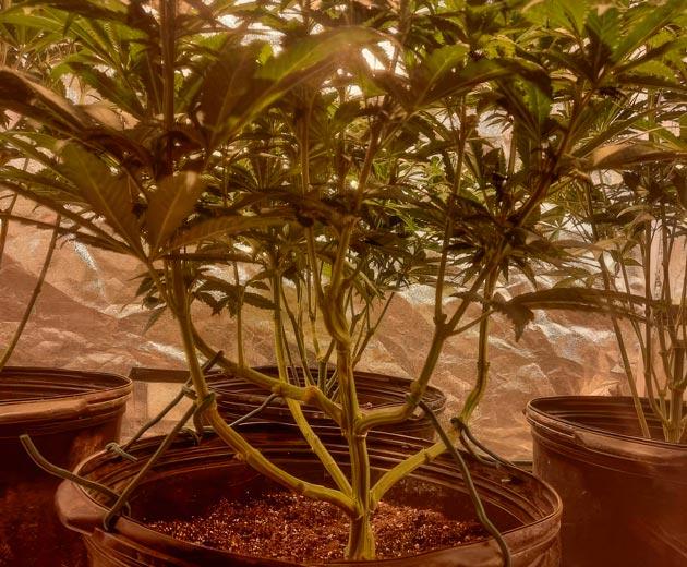 Марихуана на 7 неделе роста