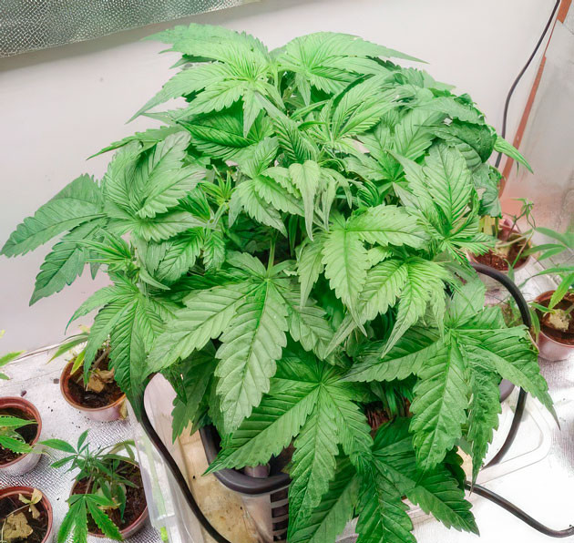 Изменения в уходе конопли Растишка Auto Orange Bud ростом 22 см