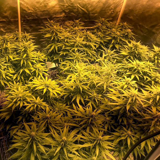 Появление шишек Рост каннабиса и формирование шишек