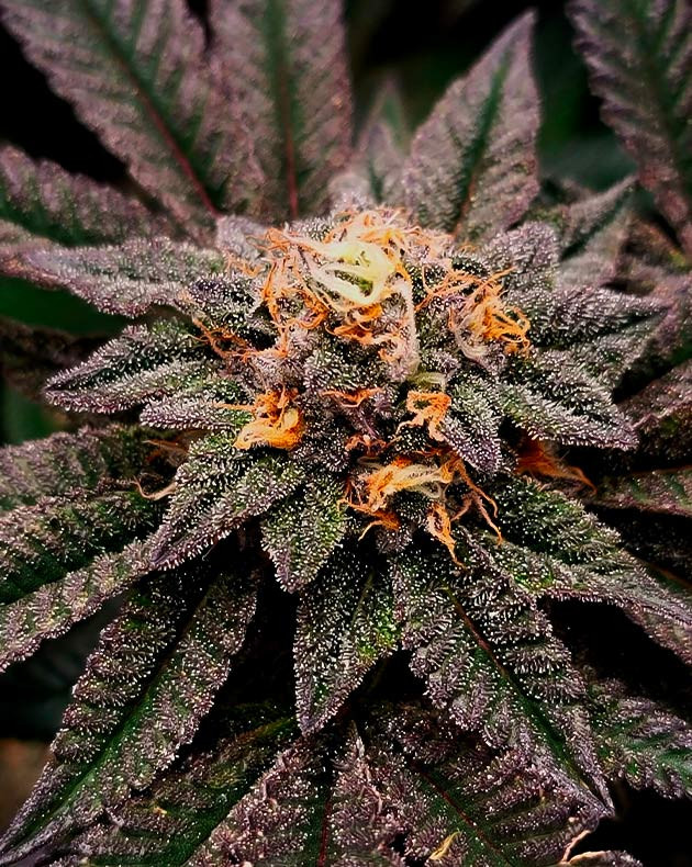 Соцветие конопли фиолетового цвета Фиолетовое соцветие с оранжевыми стигмами