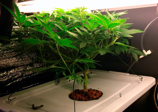 Полив водой на 11 неделе выращивания 10 неделя вегетации