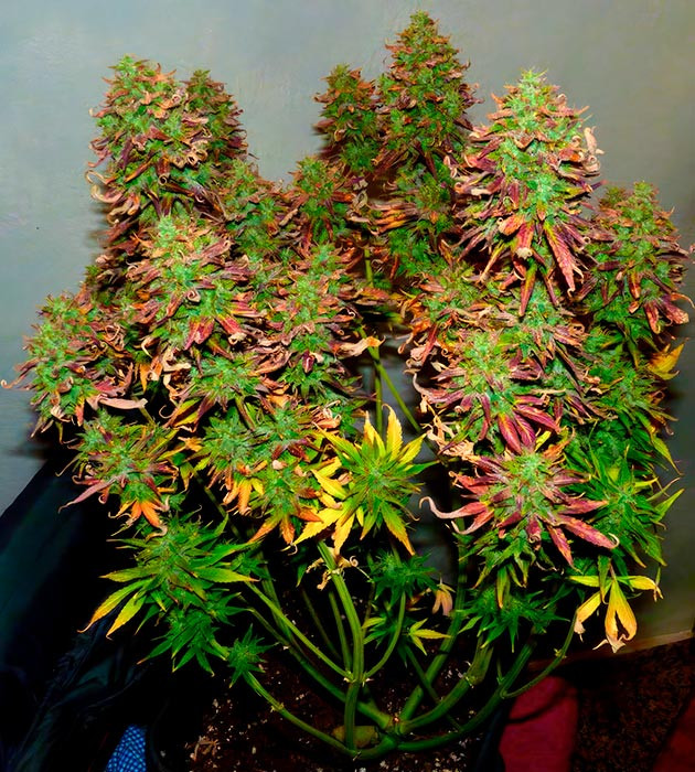 Подготвока куста к харвесту Куст конопли перед харвестом