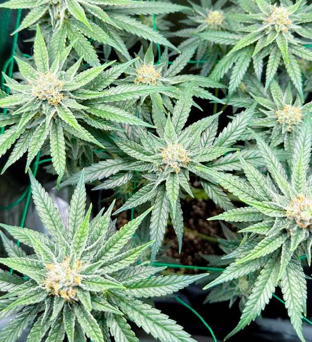 Фиолетовые оттенки конопли Куст Mimosa Evo на 10 неделе развития