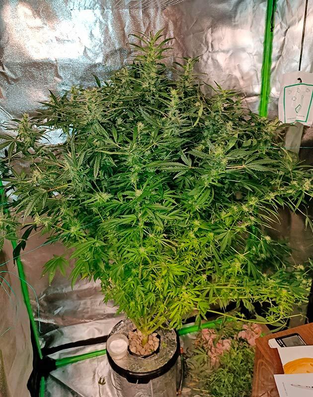 Проблемы с гнилью на цветущем каннабисе Гниль на шишках каннабиса и срочная дефолиация