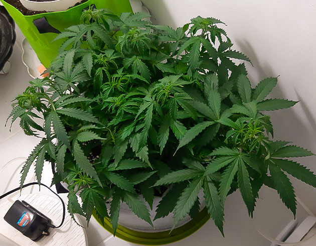 Полив и состояние растения Борьба с болезнью Bruce Banner Auto