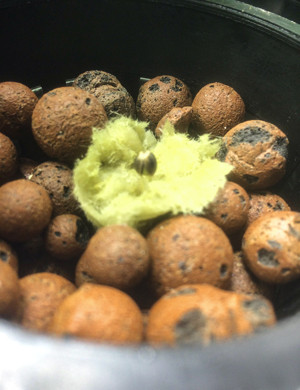 Проращивание семени Семечко в минеральной вате