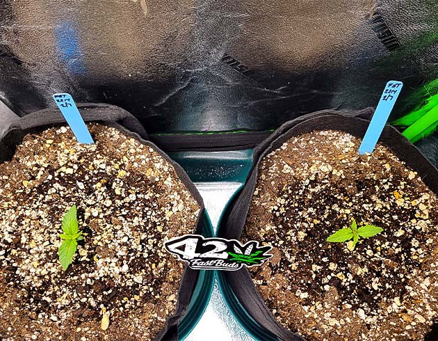 Гроурепорт сорта Strawberry Amnesia Первые шаги в вегетации Apricot Auto