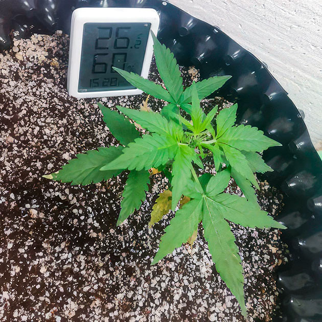 Alpha 21 дневник по выращиванию Гроурепорт сорта Alpha 21