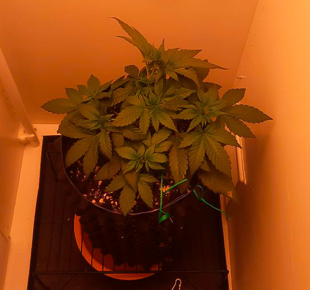 Проведение LST тренировки Куст Dos-Vi-Dos fem на стадии вегетации