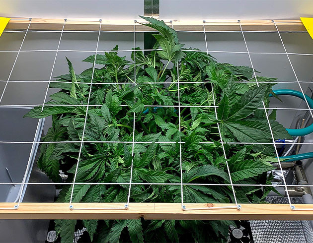 Стимуляция роста куста Pineapple Chunk Гроурепорт по выращиванию конопли Pineapple Chunk