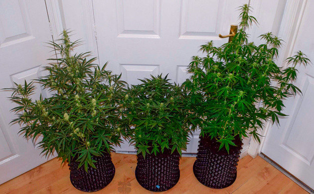 Появление шишек Три куста конопли