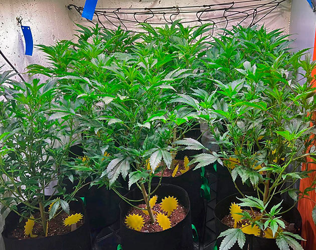 Борьба с вредителями марихуаны 5 неделя роста Mimosa x Orange Punch