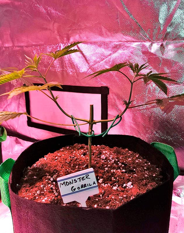 Восстановление после тренировок и подкормка для конопли Растишка Gorilla Glue от Monster Genetics ростом 25 см