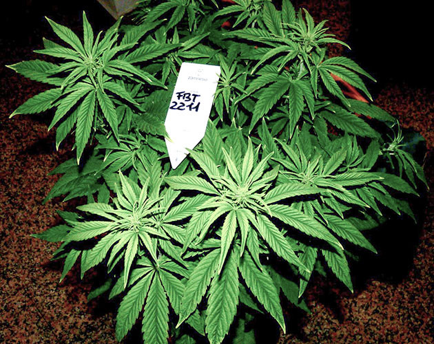 Цветение на 6 неделе выращивания Цветущий куст Tropicana Cookies Auto