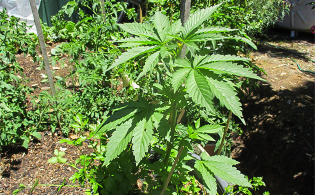 Топпинг на 6 неделе Куст на 6 неделе роста