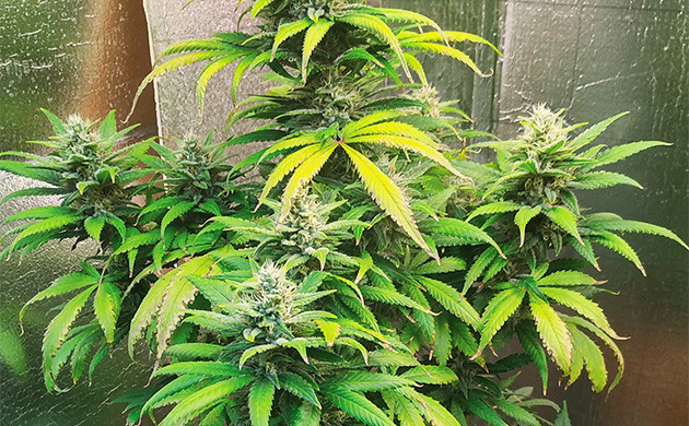 Дефицит азота на 7 неделе Сухие пятна на листьях куста