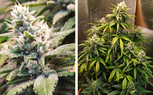 Куст Gelato Auto на 8 неделе Мутные трихомы на шишках