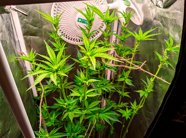 Дефолиация куста Sensi Star Дефолиация сорта конопли Sensi Star