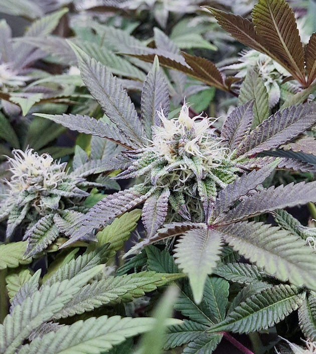 Сладкий бензиновый запах Poddy Mouth Сокращение светового дня до 11 часов