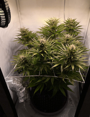 Появление фиолетового оттенка Куст с сеткой ScrOG