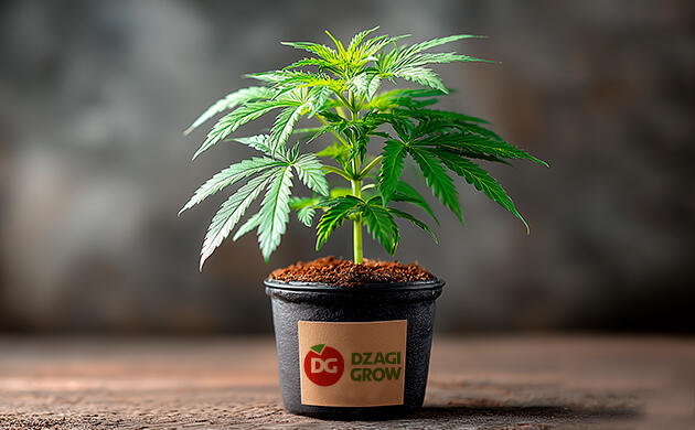 Магазин для гроверов конопли DzagiGrow Онлайн-магазин DzagiGrow