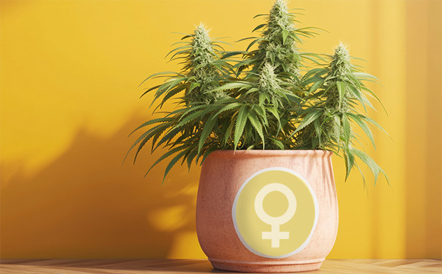 Феминизация: женские растения конопли Феминизация семян каннабиса