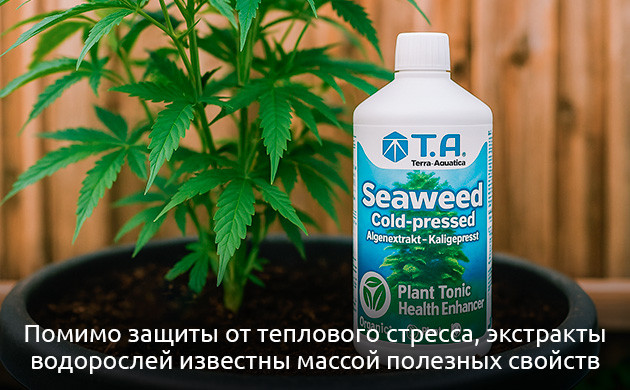 Экстракт водорослей: рост и защита для конопли