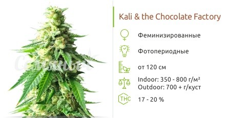 Сорт конопли Kali & The Chocolate Factory Kali & The Chocolate Factory fem от KFC Seeds