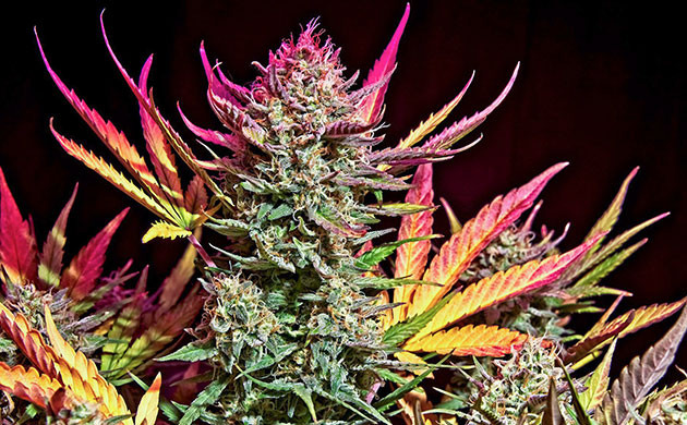 Роль каротиноидов в жизни марихуаны Каротиноиды в конопле